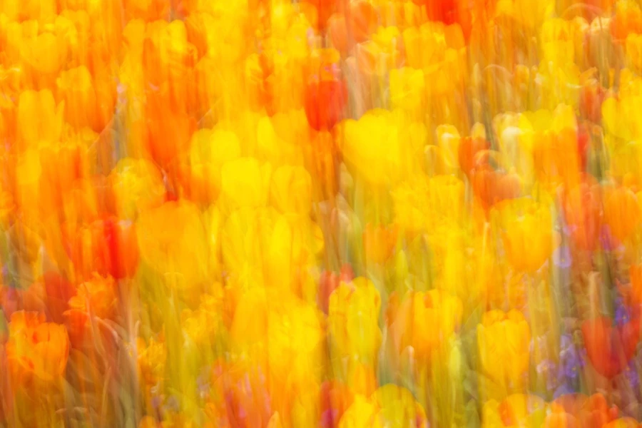03 tulipes azalees style impression
