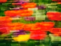 04 tulipes azalees style impression