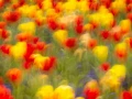05 tulipes azalees style impression