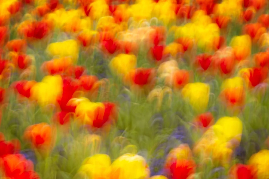 05 tulipes azalees style impression