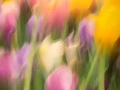 08 tulipes azalees style impression