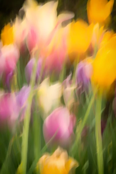 08 tulipes azalees style impression