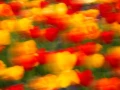09 tulipes azalees style impression