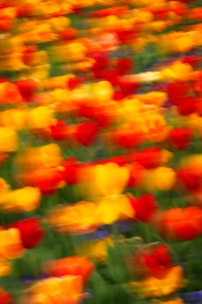 09 tulipes azalees style impression