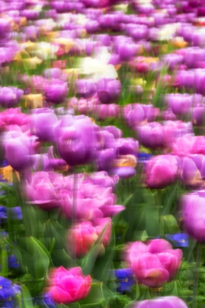 10 tulipes azalees style impression