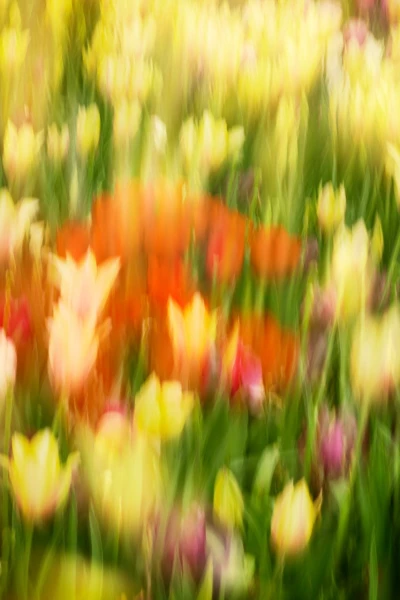 11 tulipes azalees style impression