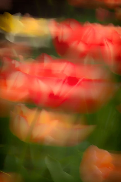 12 tulipes azalees style impression