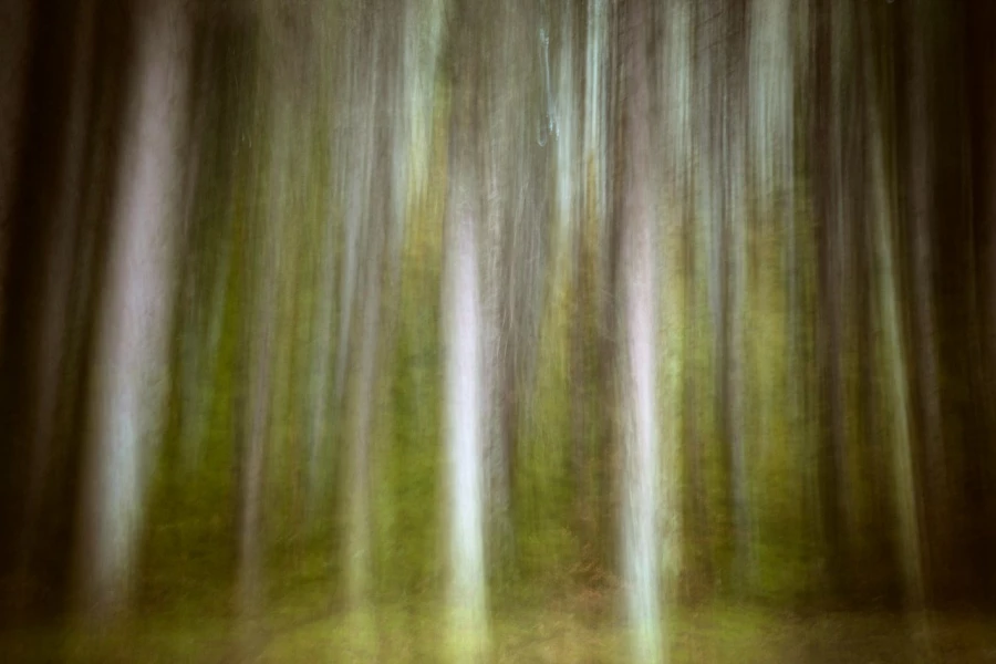 01 sous bois highlands ecosse en flou artistique