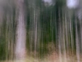 02 sous bois highlands ecosse en flou artistique