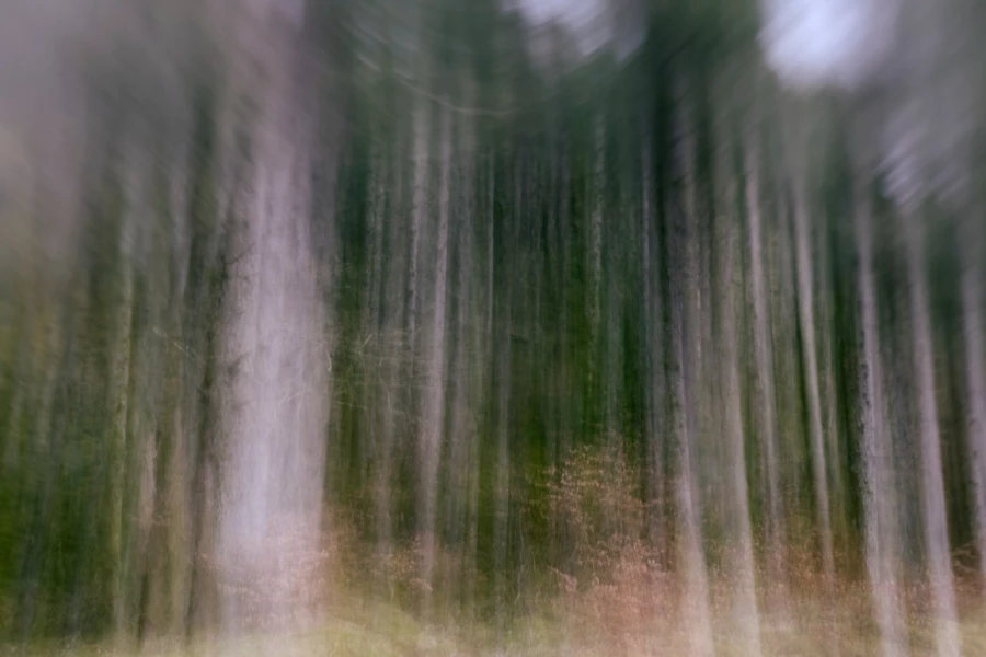 02 sous bois highlands ecosse en flou artistique