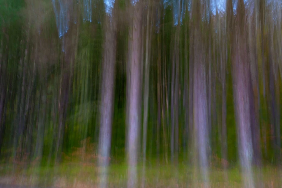 03 sous bois highlands ecosse en flou artistique