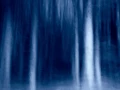 04 sous bois highlands ecosse en flou artistique