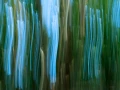 05 sous bois charente maritime en flou artistique