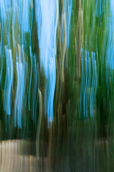 05 sous bois charente maritime en flou artistique