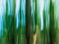 06 sous bois charente maritime en flou artistique