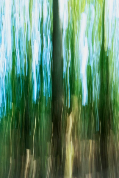 06 sous bois charente maritime en flou artistique