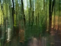 07 sous bois charente maritime en flou artistique