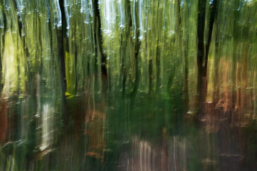07 sous bois charente maritime en flou artistique