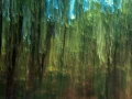 08 sous bois charente maritime en flou artistique