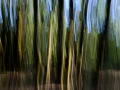 09 sous bois charente maritime en flou artistique