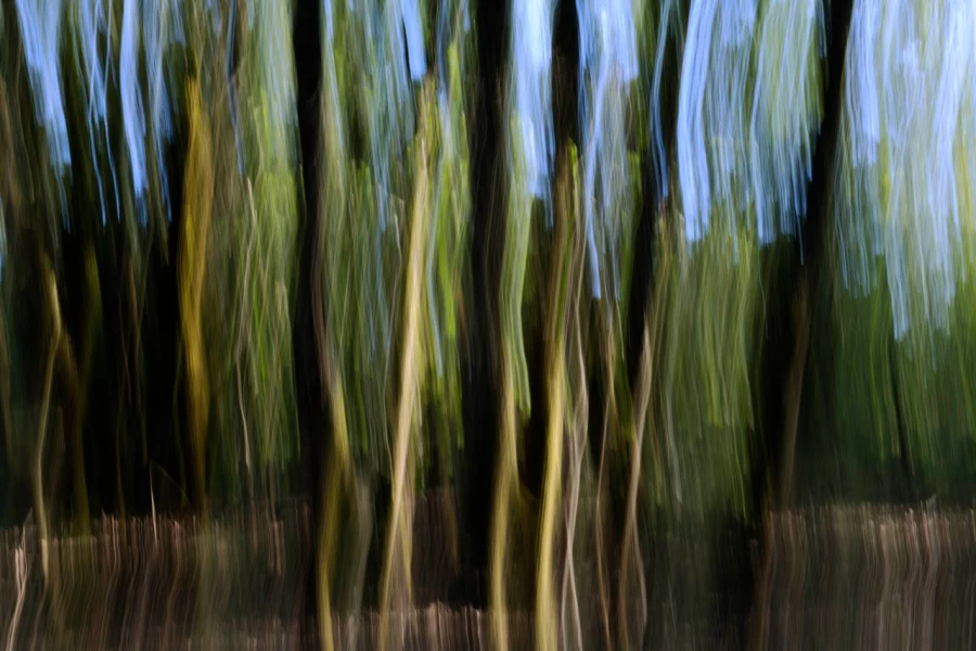 09 sous bois charente maritime en flou artistique