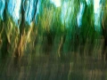 10 sous bois charente maritime en flou artistique