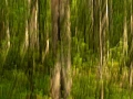 11 sous bois smoky mountains en flou artistique