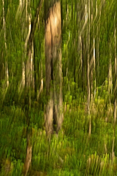 11 sous bois smoky mountains en flou artistique