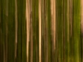 12 sous bois smoky mountains en flou artistique