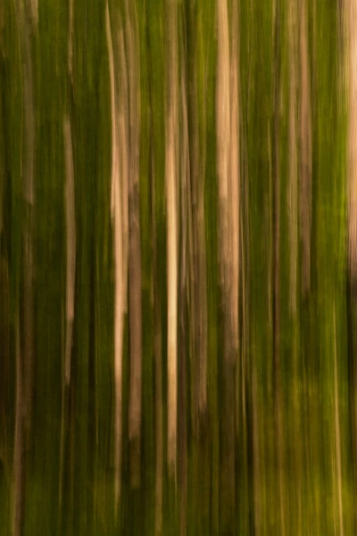 12 sous bois smoky mountains en flou artistique