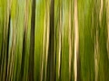 14 sous bois smoky mountains en flou artistique