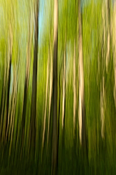 14 sous bois smoky mountains en flou artistique