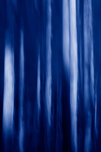 15 sous bois smoky mountains en flou artistique