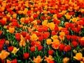 02 tulipes azalees en couleur