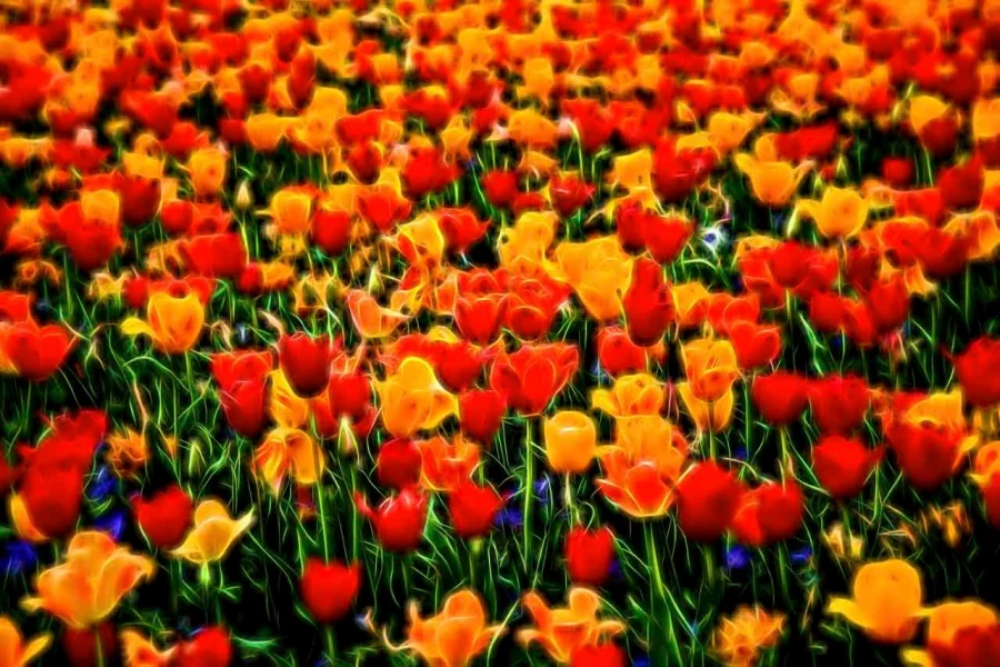 02 tulipes azalees en couleur