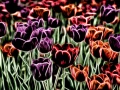 03 tulipes azalees en couleur