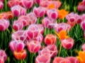 04 tulipes azalees en couleur