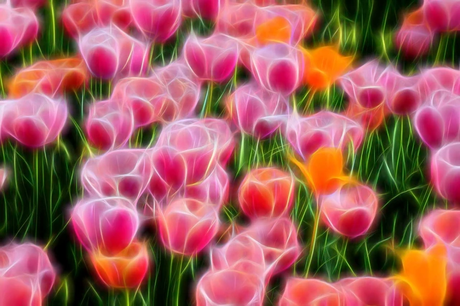 04 tulipes azalees en couleur