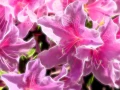 05 tulipes azalees en couleur