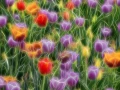 10 tulipes azalees en couleur