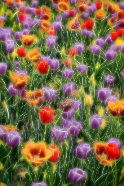 10 tulipes azalees en couleur