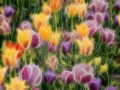 11 tulipes azalees en couleur