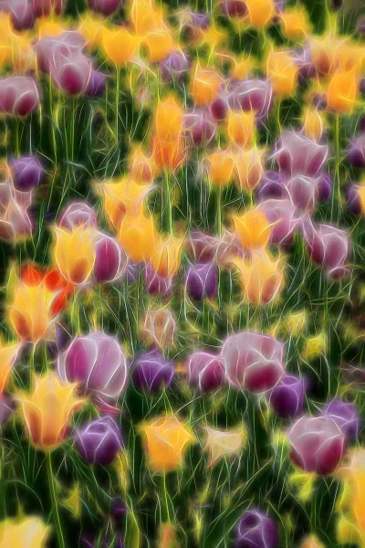 11 tulipes azalees en couleur