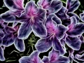 12 tulipes azalees en couleur