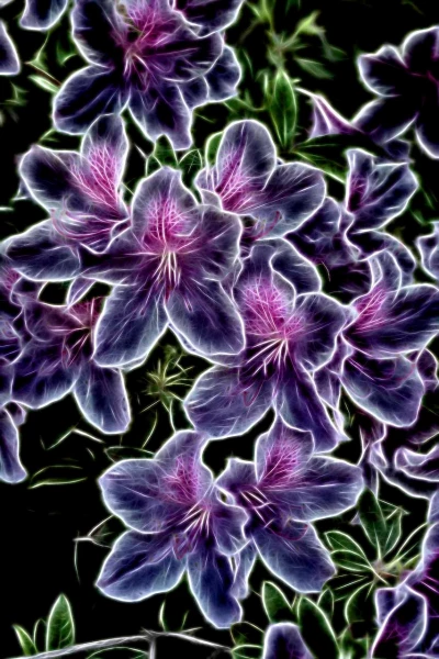 12 tulipes azalees en couleur