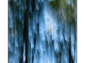 01 les pleurs des arbres 1646c