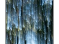 02 les pleurs des arbres 1647c