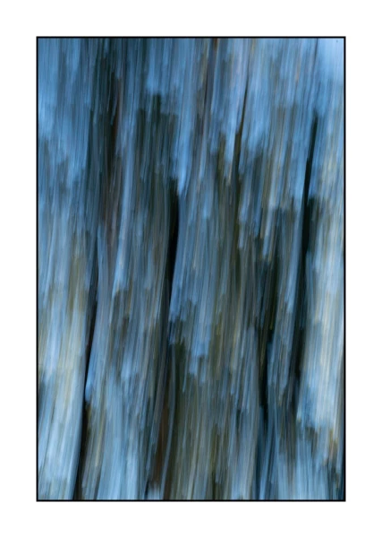 03 les pleurs des arbres 1648c