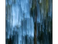 05 les pleurs des arbres 1650c
