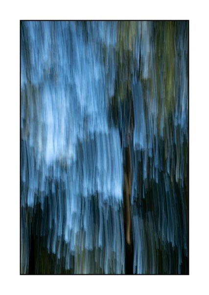 05 les pleurs des arbres 1650c